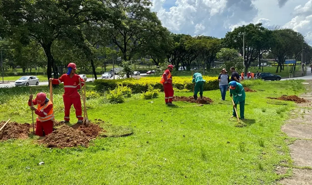 Prefeitura de BH inicia plantio de árvores no entorno do Mineirão