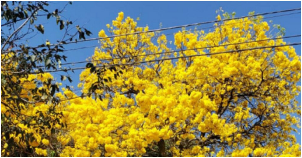 ipê amarelo florido