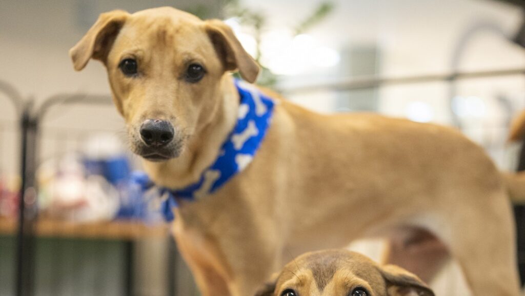 cachorros em feira de adoção