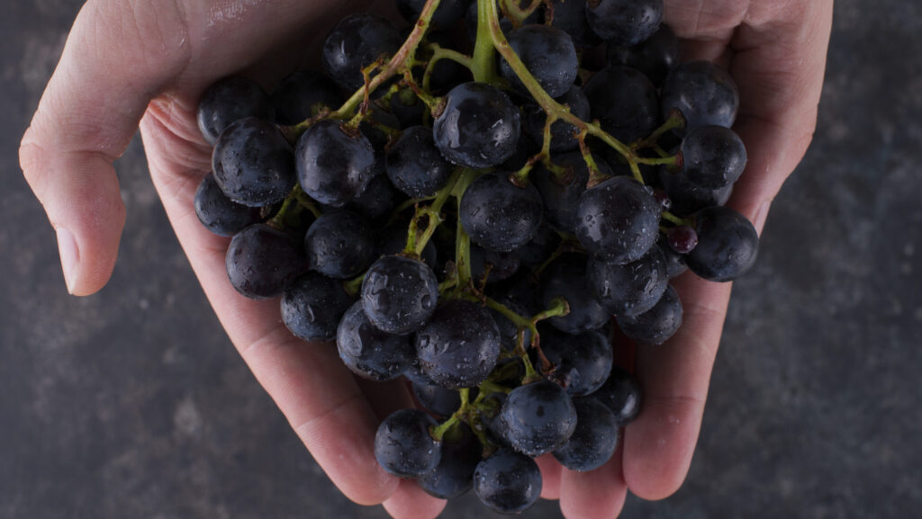 pessoa segurando cacho de uvas