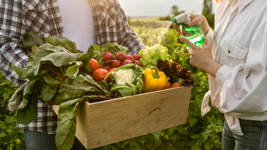 alimentos organicos colhidos em plantação