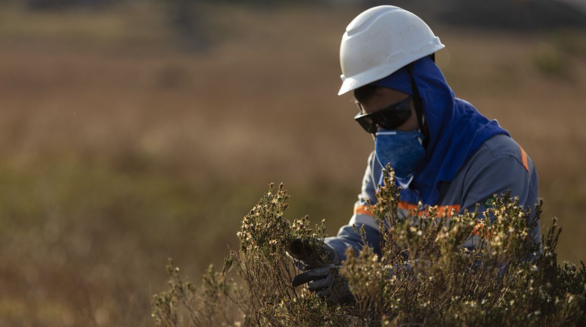 Anglo American protege áreas preservadas com produção responsável de cobre, minério de ferro e nutrientes agrícolas 2