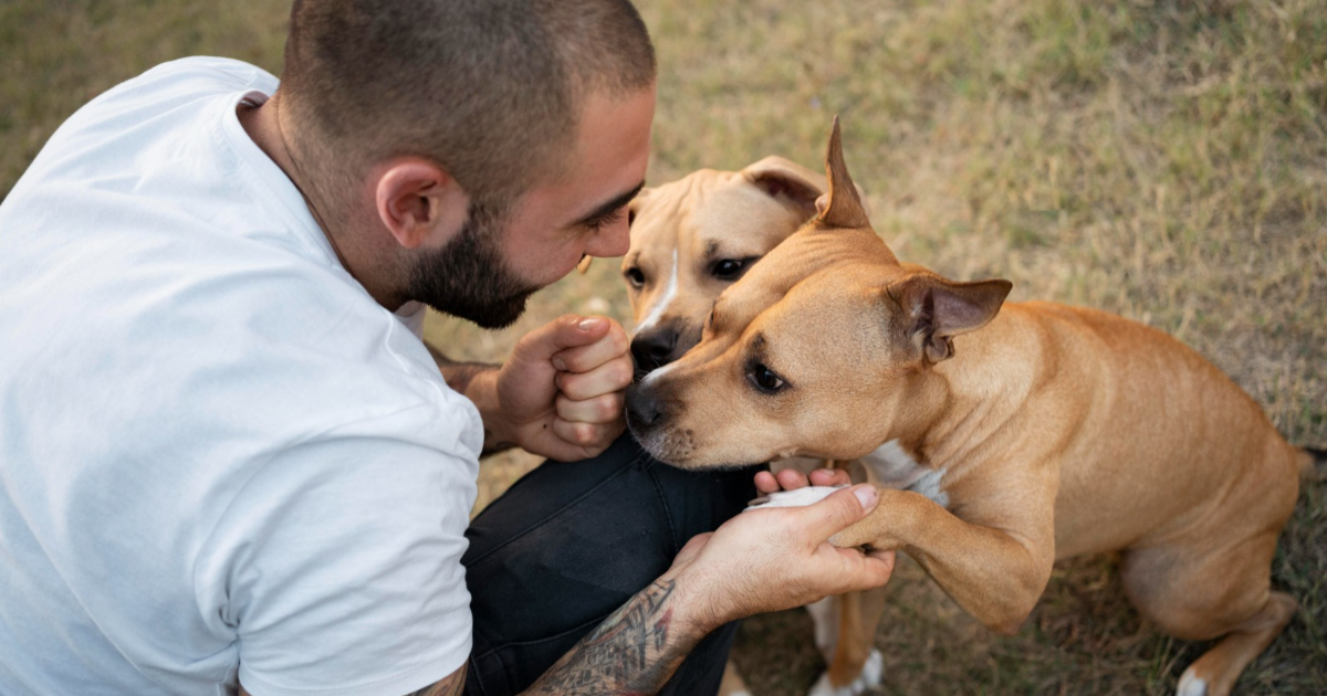 pessoa brincando com cachorros