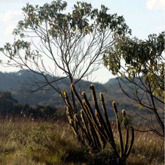 Anglo American é reconhecida pela Unesco por projeto em Minas