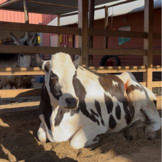 Medicina Veterinária UniBH