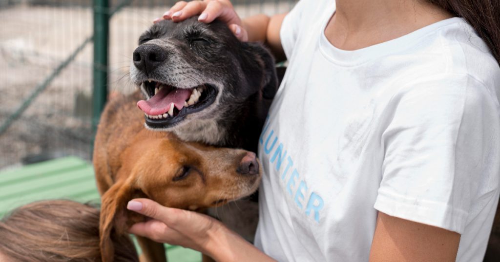 pessoa fazendo carinho em dois cachorros